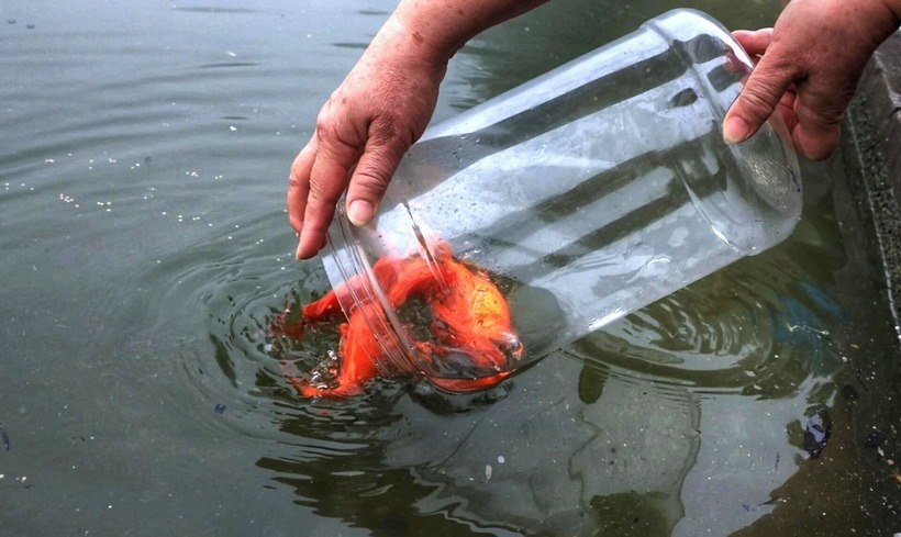 Cá chép được xem là linh vật đưa Táo quân lên chầu Trời, nên việc phóng sinh cần thực hiện cẩn trọng.