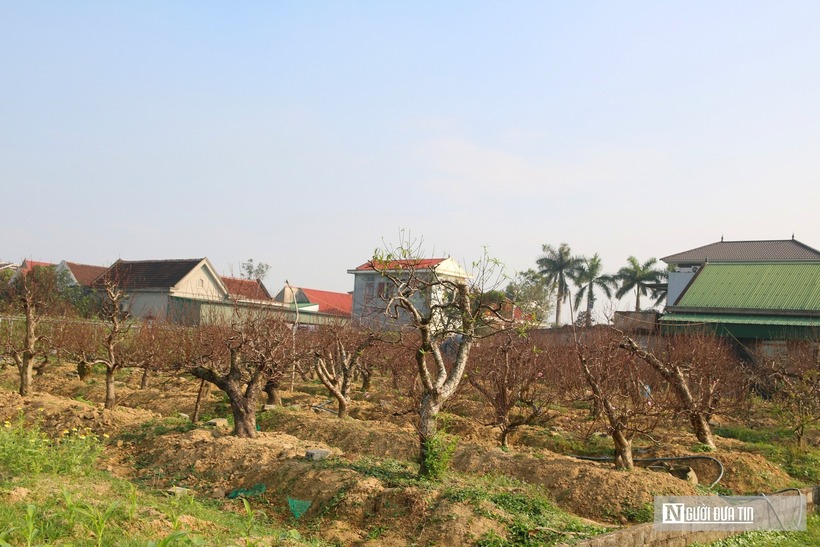 Những ngày cận Tết, anh Lê Văn Hoàn (SN 1971, trú tại phường Vinh Hưng, tỉnh Nghệ An) tất bật cắt tỉa, tạo dáng vườn đào cổ thụ để hoa nở đúng dịp Xuân về. Khu vườn của anh hiện có gần 150 cây đào thế cổ thụ đứng san sát, thân xù xì, phủ đầy rêu phong. Trên các cành, nụ hoa chi chít, căng tròn, hứa hẹn bung nở rực rỡ trong những ngày Tết.