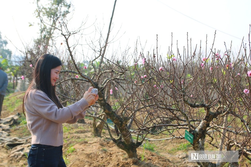 Nhu cầu thị trường ngày một lớn nên anh Hoàn đang tiếp tục cải tạo khu vườn bên cạnh để mở rộng diện tích, tăng số lượng đào thế cổ thụ trong những năm tới.