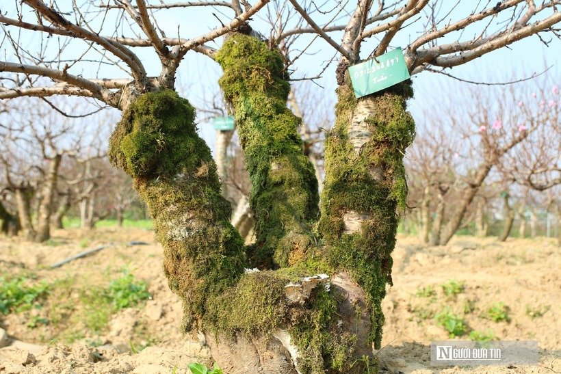 Những thân đào rêu mốc có giá cho thuê đắt hơn so với những cây đào khác. Hầu như tất cả các cây đào trong vườn đều có khách đặt hàng. Mỗi cây được “đánh dấu” bằng số điện thoại của người thuê ghim trực tiếp trên thân để tiện quản lý và giao đúng hẹn dịp Tết.