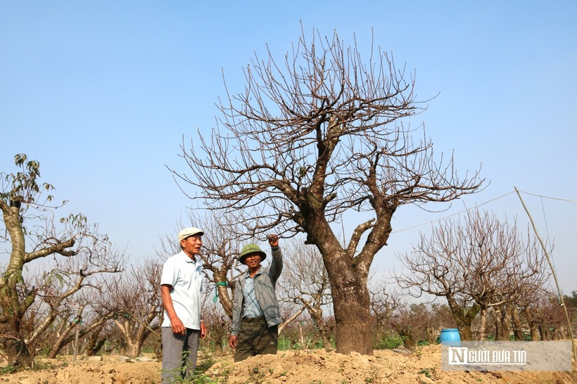 Năm nay, thời tiết diễn biến phức tạp, cuối năm ấm hơn so với trung bình nhiều năm, kết hợp với yếu tố năm nhuận khiến việc điều chỉnh thời điểm hoa nở gặp nhiều khó khăn. Tuy vậy, nhờ kinh nghiệm tích lũy anh Hoàn vẫn tự tin hoa sẽ nở đúng dịp và đáp ứng được nhu cầu của khách hàng.