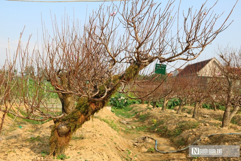 Đến Rằm tháng Giêng, khi không khí Tết dần lắng xuống, anh Hoàn lại cho công nhân thu hồi từng cây, đưa về vườn tiếp tục chu trình chăm sóc mới. Theo anh Hoàn, nếu thời tiết thuận lợi thì mỗi năm doanh thu từ vườn đào khoảng hơn nửa tỷ đồng.