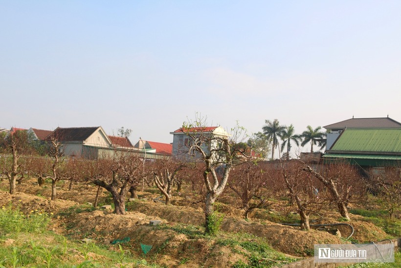 Trao đổi với Đời sống & Pháp luật, ông Nguyễn Viết Hùng – Chủ tịch hội Nông dân tỉnh Nghệ An cho biết: “Hiện tại, trên địa bàn tỉnh Nghệ An chỉ có một số mô hình về chăm sóc và cho thuê đào cổ thụ cho dịp Tết. Đây là mô hình kinh tế mới cho thu nhập cao, nâng cao hiệu quả kinh tế trên cùng một diện tích canh tác. Phường Vinh Hưng đang có ý định nhân rộng mô hình, tuy nhiên cũng gặp nhiều khó khăn vì người chăm sóc đòi hỏi kỹ thuật và kinh nghiệm”
