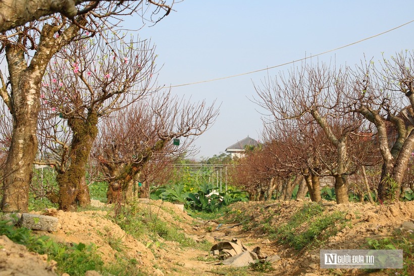 Gia đình anh Hoàn vốn làm nghề cây cảnh, cây bóng mát, cây sân vườn đã hàng chục năm nay. Những năm gần đây, anh Hoàn nhận thấy nhu cầu thuê đào thế cổ thụ chơi Tết của người dân tăng rõ rệt. Các cơ quan, doanh nghiệp, nhà hàng, khách sạn cũng chuộng hình thức thuê đào để trang trí không gian Xuân. Vì vậy, anh quyết định đầu tư mua đất màu, cải tạo khu vườn của gia đình để làm nơi chăm sóc, trồng đào thế, phục vụ người dân.