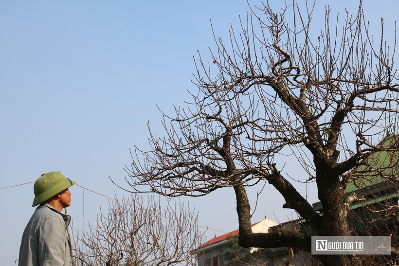 “Dịch vụ thuê đào cả chủ và khách hàng đều có lợi ích nhất định. Nếu khách hàng mua đào thế cổ thụ thì chi phí rất cao, hơn nữa nếu chăm sóc không đúng cách hoa sẽ nở không đúng dịp Tết. Còn thuê đào thì chi phí giảm xuống hơn nhiều, Tết xong khách hàng không cần lo khâu chăm sóc. Chúng tôi sẽ cho xe đến chở về vườn để "hồi sinh". Người cho thuê đào cũng không mất đi giá trị gốc, đưa về chăm mùa sau vẫn tiếp tục cho thuê được”, anh Hoàn cho biết thêm.