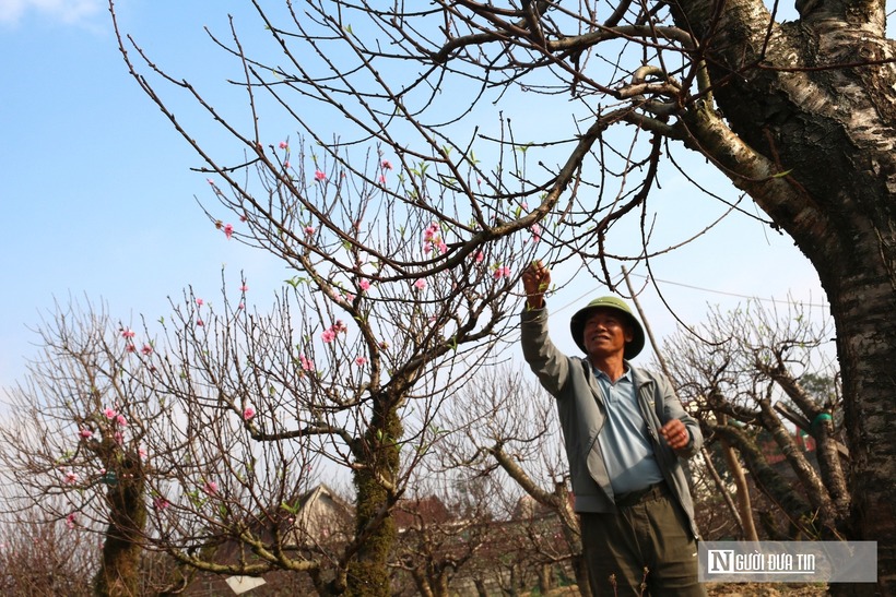 Dịp Tết, khách hàng thuê cây đào thế cổ thụ với giá từ 5 triệu đồng đến 20 triệu đồng/cây. Ngoài ra, anh cũng nhận chăm sóc cây đào thế cho người dân với mức tiền công từ 1,5 triệu đồng đến 5 triệu đồng/cây.