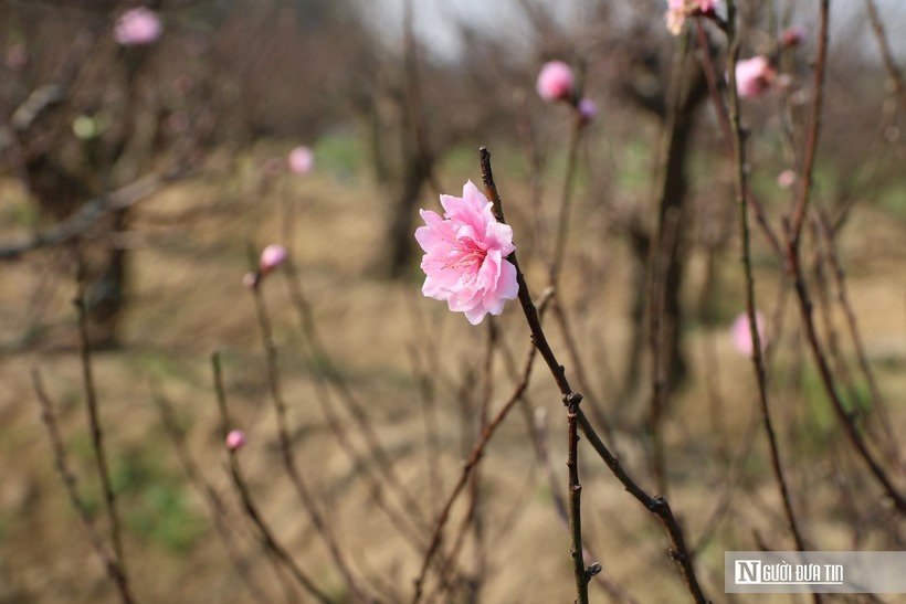 Anh nông dân Nghệ An "phù phép" những gốc cây mốc meo, xù xì thành "mỏ vàng" - 5