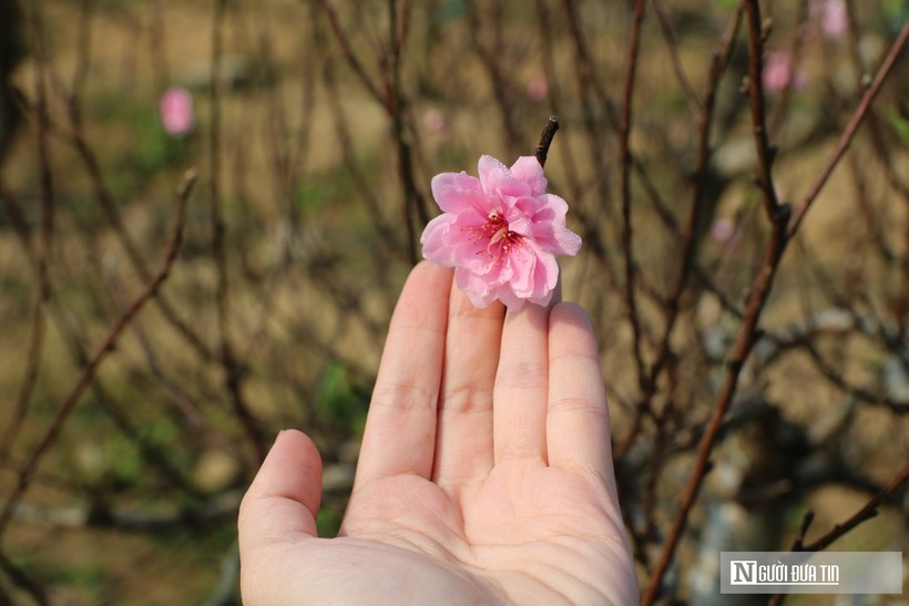 Anh nông dân Nghệ An "phù phép" những gốc cây mốc meo, xù xì thành "mỏ vàng" - 6