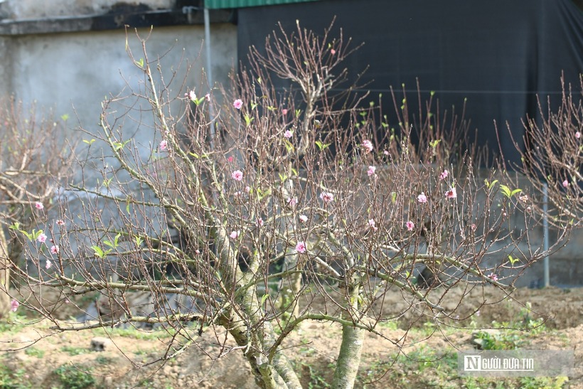 Theo anh Hoàn, đối với những cây cho thuê, nhà vườn sẽ trực tiếp vận chuyển và lắp đặt cây tận nơi theo yêu cầu của khách hàng. Ngoài ra, chủ cây sẽ đồng hành theo dõi tình trạng cây trong suốt thời gian trưng bày và thu hồi sau khi kết thúc thời gian thuê. Người chơi chỉ việc bài trí, không phải lo khâu vận chuyển hay chăm sóc.