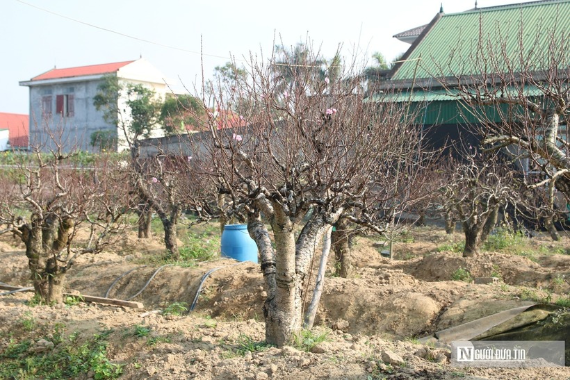 Tuy nhiên, để đào nở rộ đúng Tết là cả một quá trình công phu, vất vả, đòi hỏi sự am hiểu sâu sắc về sinh trưởng của cây. Sau khi đưa cây về, anh bắt đầu công việc phục hồi. Không chỉ phụ thuộc vào kỹ thuật, việc chăm sóc đào cổ thụ còn phụ thuộc rất lớn vào thời tiết. Năm nay mưa bão khắc nghiệt, nhiều cây bị bão quật ngã mất thế đẹp. Người đàn ông này phải kỳ công dựng lại và dùng dây thép để chỉnh lại thế của cây.