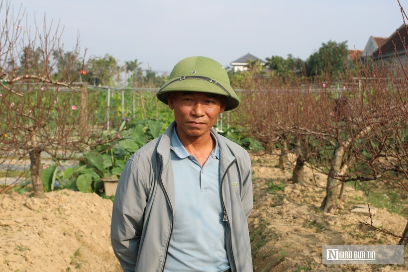Anh Hoàn cho biết, năm nay là năm nhuận nên thời điểm tuốt lá muộn hơn so với mọi năm. Bên cạnh đó, gần một tháng qua nắng nóng kéo dài khiến nguy cơ hoa nở sớm tăng cao. “Tôi phải theo sát từng gốc đào, điều chỉnh lượng nước, che chắn nắng và hãm cây. Chỉ cần hoa không nở đúng dịp Tết là sẽ gây thất thu lớn”, anh Hoàn chia sẻ.