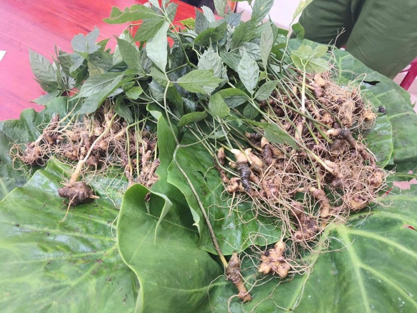 Số sâm bị thu giữ. (Ảnh: Công an TP.Đà Nẵng)