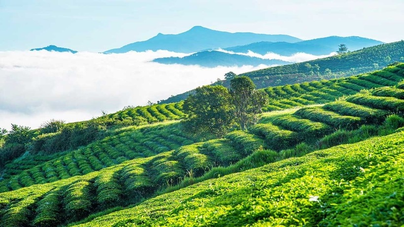Một trong những điểm thu hút lớn của đồi chè Cầu Đất chính là khung cảnh rộng lớn, bao la với màu xanh mát mắt.