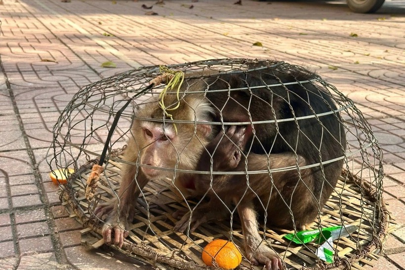 Hai cá thể khỉ bị thương được người dân Tam Quang phát hiện. (Ảnh: Dân trí)