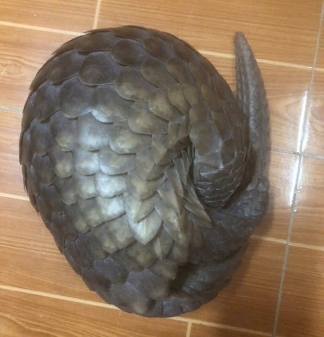 Cá thể tê tê sẽ được thả về môi trường tự nhiên Ảnh: Lao động