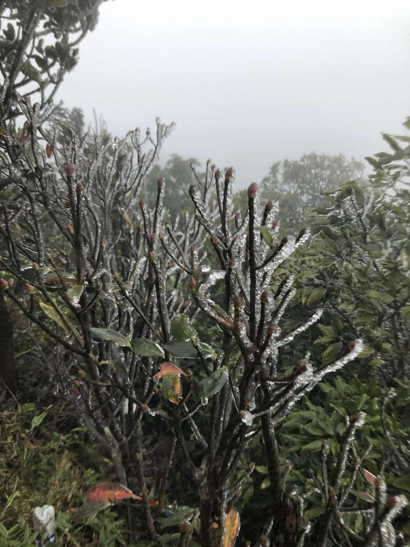 Băng giá xuất hiện trên ngọn cỏ tại đỉnh Mẫu Sơn sáng 22/1. Ảnh: Dân trí