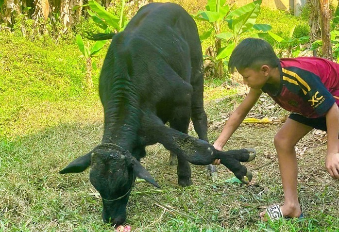Con bò rất lành tính, trẻ em trong thôn có thể thoải mái đến gần vuốt ve. Ảnh: Báo Người lao động.