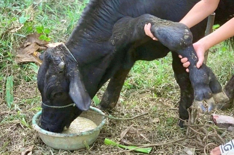 Một con bò 6 chân đang thu hút sự chú ý tại xã Hoằng Tiến, tỉnh Thanh Hóa. Ảnh: Báo Dân trí.