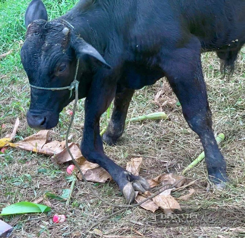 Hiện con bò được chủ nhân chăn thả vào ban ngày và bổ sung thêm cám ngô. Ảnh: Báo Dân việt.