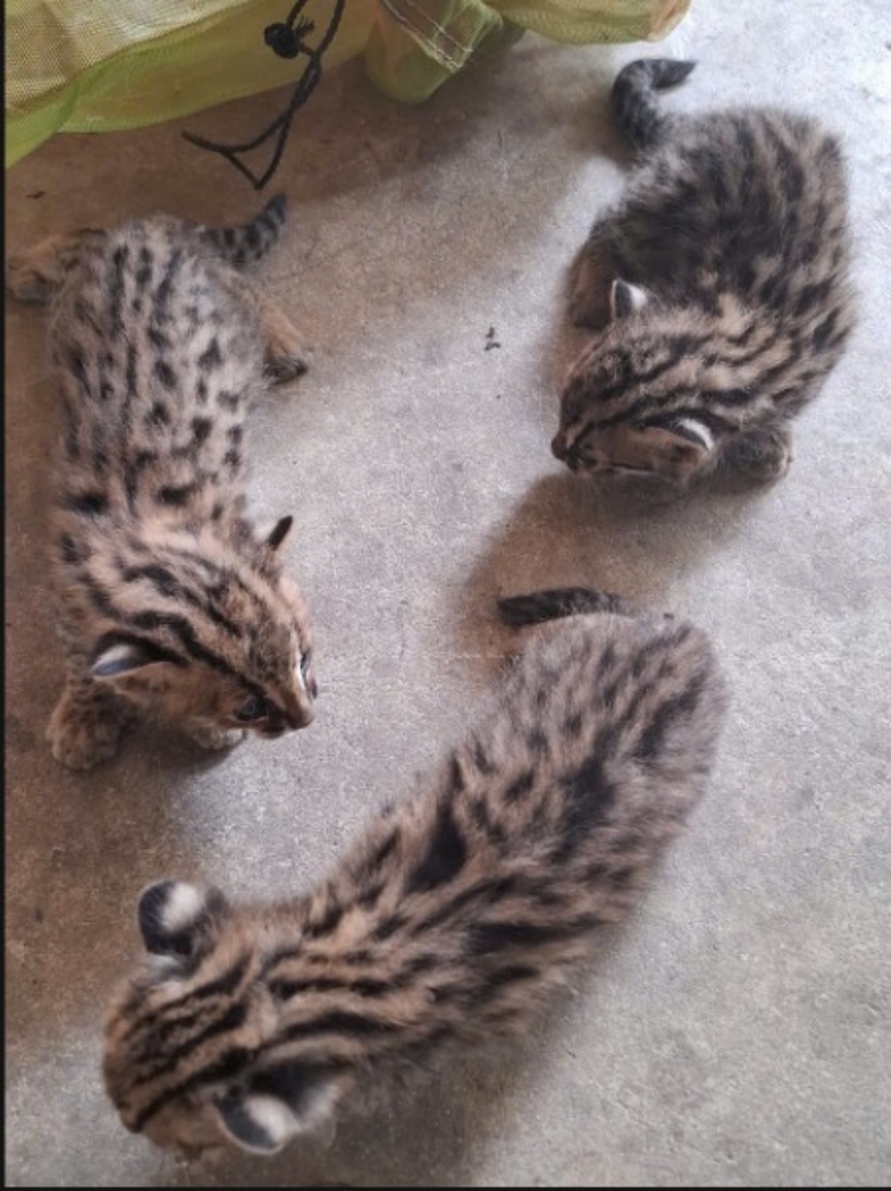 3 cá thể mèo rừng con "đi lạc" vào vườn mía của người dân. Ảnh: Sở Nông nghiệp và Môi trường tỉnh Tây Ninh