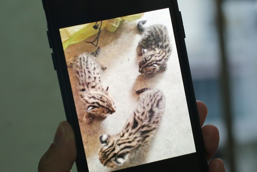 3 con mèo rừng ở Tây Ninh được bà An bàn giao cho kiểm lâm. (Ảnh: Dân trí)