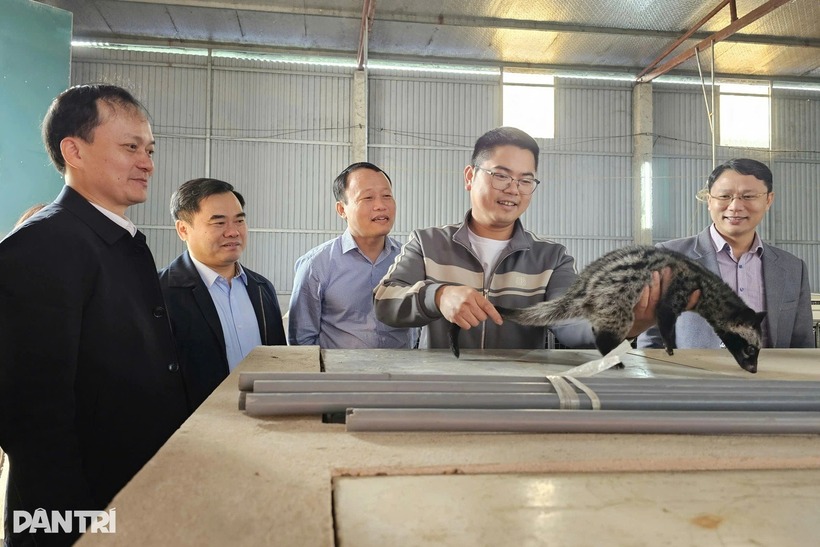 Theo anh Tú, chồn hương chủ yếu ăn cá, chuối và một số loại thức ăn phù hợp khác. Ảnh: Dân trí