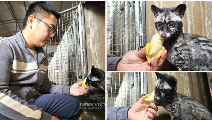 Bỏ nghề lái xe, anh Lê Minh Tú khởi nghiệp và thành công nhờ nuôi chồn hương. Ảnh: Dân Việt