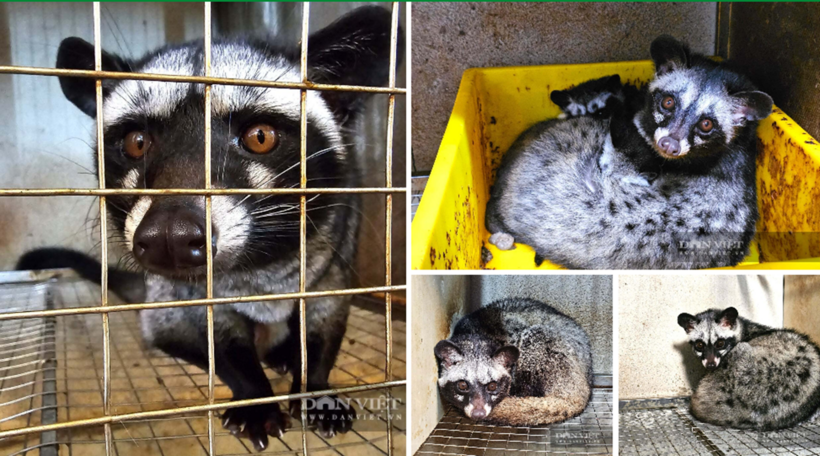 Đàn chồn hương sinh trưởng tốt, đẻ khỏe, giúp anh Tú có thu nhập cao. Ảnh: Dân Việt