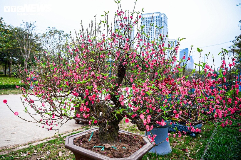 Giá thành của dòng đào này phụ thuộc vào nhiều yếu tố như độ tuổi của cây, thế dáng độc đáo và độ phủ của lớp rêu. Mức giá dao động khá rộng, từ vài triệu đồng cho đến hàng chục triệu đồng mỗi gốc. Dù mức giá không hề rẻ, vẻ đẹp mộc mạc và sức sống mãnh liệt của đào cổ thụ phủ rêu vẫn khiến dòng cây này là lựa chọn ưu tiên của nhiều người Hà Nội trong dịp Tết năm nay.