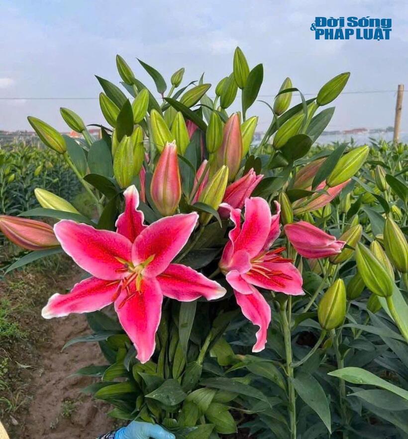 Năm nay hoa ly được đưa ra thị trường sớm hơn so với mọi năm.