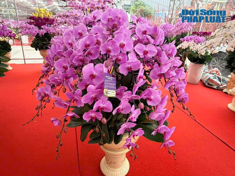 Theo khảo sát giá các chậu lan dao động từ vài triệu đồng đến cả trăm triệu đồng.