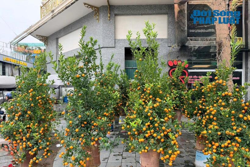 Các chậu quất được bày bán chủ yếu là loại cỡ vừa, dáng tròn, quả đều, lá xanh.