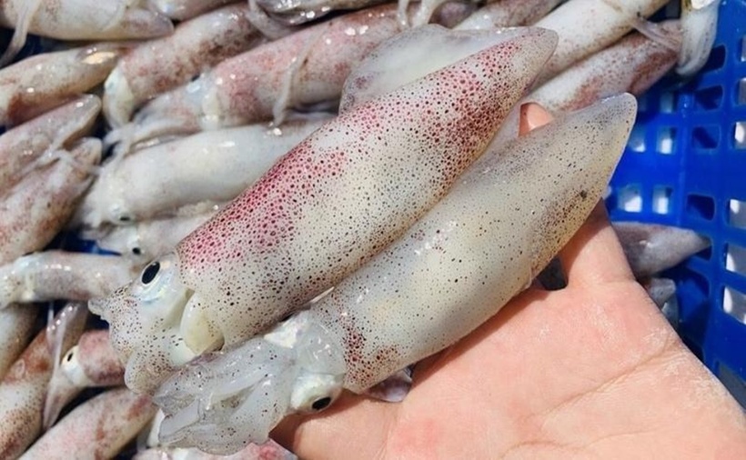 Với mực tươi,&nbsp;mắt rất trong có thể nhìn rõ con ngươi&nbsp;trong mắt, còn mực không còn ngon thường mờ và đục.