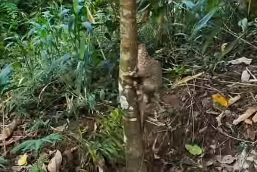 Tê tê Java là loài động vật hoang dã bị đe dọa tuyệt chủng. Ảnh: Dân Việt