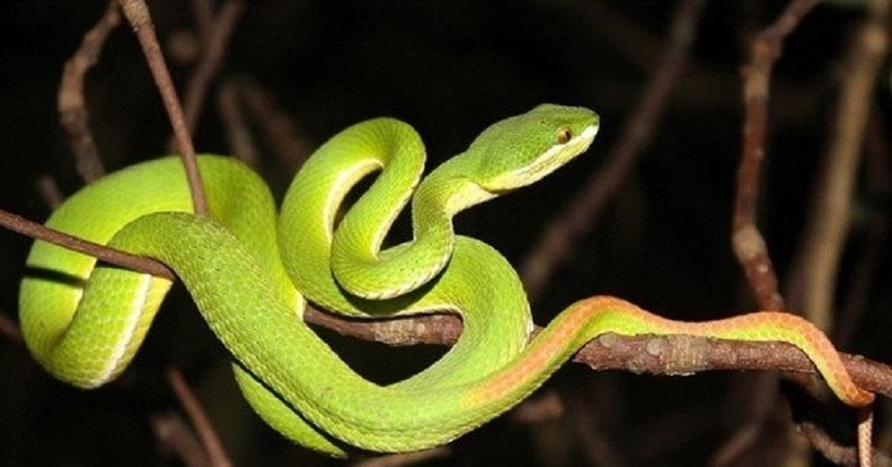 Nọc độc của loài rắn lục đuôi đỏ có thể gây rối loạn đông máu nghiêm trọng, dẫn đến các biến chứng nguy hiểm. Ảnh minh họa