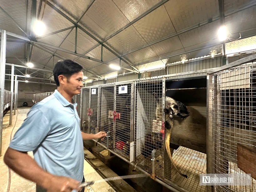 Gần 30 năm gắn bó với nghề kinh doanh khách sạn ở vùng biển Cửa Lò, ông Võ Văn Nguyên, 50 tuổi, trú tại xã Hưng Nguyên Nam, tỉnh Nghệ An đã quá quen và hiểu nhu cầu ăn uống của thực khách mỗi lần ghé thăm. Những món ăn từ đặc sản rừng, trong đó có chồn hương, luôn được khách đặt hàng nhiều nhất nhưng nguồn cung lại khá khan hiếm. Từ nhu cầu đó, ông Nguyên có ý nghĩ “tự nuôi giống để chủ động nguồn hàng". Sau khi lên kế hoạch cụ thể, ông Nguyên quyết định về quê mở trang trại nuôi chồn hương.