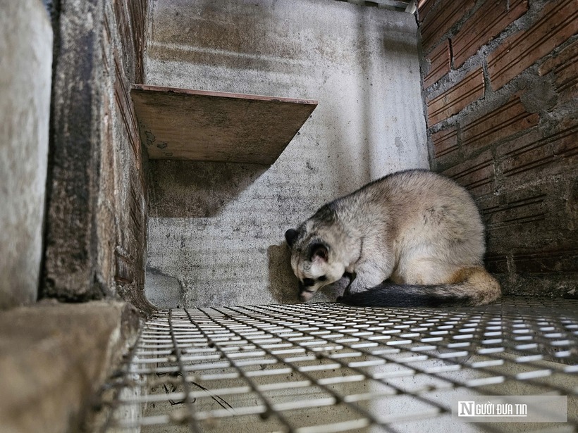 Hiện tại, dù đã thu hồi vốn, nhưng ông Nguyên cho biết trang trại vẫn đang ưu tiên gây đàn, chưa tính chuyện bán ồ ạt để lấy lãi. Theo quan điểm của ông chủ này, làm nông nghiệp xác định vất vả, nhưng nếu có đam mê và làm đúng cách thì sẽ đi được đường dài.