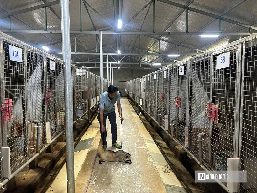 Trao đổi với Đời sống & Pháp luật, bà Nguyễn Thị Nhàn- Trưởng phòng Kinh tế xã Hưng Nguyên Nam cho biết, nuôi chồn hương là mô hình kinh tế nuôi chồn hương tiềm năng, mang lại hiệu quả cao nhờ thị trường ổn định. Mô hình nuôi chồn hương của gia đình ông Nguyên được đầu tư bài bản và tuân thủ nghiêm ngặt các quy định về pháp luật, thú y và an toàn sinh học. Xã khuyến khích người dân phát triển mô hình, tổ chức tham quan, tập huấn kỹ thuật và xem xét hỗ trợ con giống, thức ăn cho các hộ đủ điều kiện, giúp người dân phát triển kinh tế. Bên cạnh đó, chính quyền cũng khuyến cáo bà con tìm hiểu kỹ thị trường, nắm vững quy trình và chỉ mua giống tại cơ sở hợp pháp để tránh rủi ro.