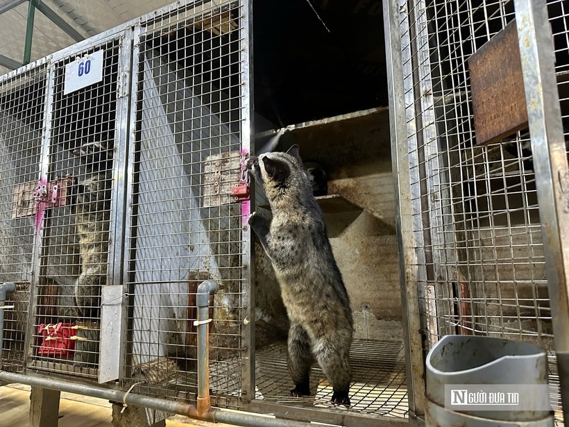 “Tôi ròng rã nhiều tháng trời từ Đồng Nai, Cà Mau đến Quảng Trị để vừa chọn lọc con giống, vừa học hỏi kỹ thuật chuồng trại và đặc biệt là tìm hiểu các thủ tục pháp lý về nuôi động vật hoang dã. Với loài chồn hương này người nuôi phải nắm rõ luật và hiểu tập tính của nó thì mới thành công được”, ông Nguyên chia sẻ về hành trình khởi nghiệp.