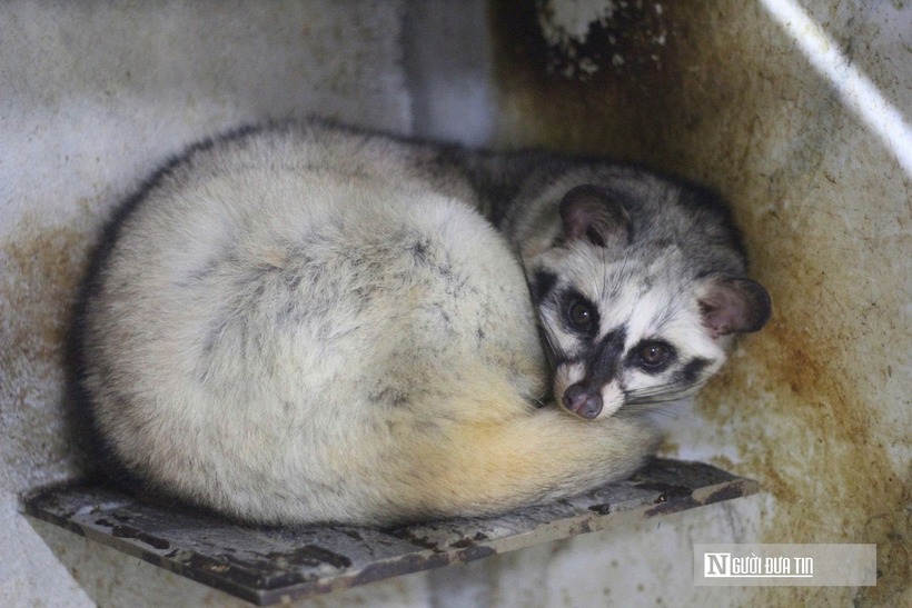Ban đầu người đàn ông này lựa chọn mua về 70 con giống để nuôi. Ông Nguyên chọn xây dựng trang trại theo hướng khép kín, có camera giám sát 24/24. Theo ông, chồn hương là loài “khó tính và nhạy cảm” nên chuồng trại phải đảm bảo tiêu chuẩn cao ráo, thoáng mát về mùa hè, ấm áp về mùa đông và đặc biệt phải yên tĩnh.
