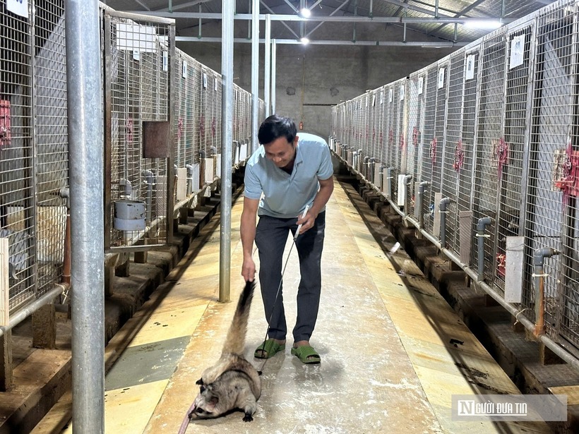 Nuôi chồn hương mà không nắm tập tính, không hiểu luật thì rất dễ thất bại. Đặc biệt, loài chồn hương rất nhạy cảm với tiếng động, chỉ cần ồn ào, stress là sẽ bỏ ăn, dễ sinh bệnh.