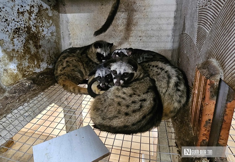 Hiện nay, trang trại của ông Nguyên được đầu tư hệ thống chuồng trại khá bài bản, mỗi chuồng thường được nuôi riêng một con để đảm bảo môi trường sống ổn định. Chỉ đến mùa giao phối, chồn hương mới được ghép đôi và nuôi chung trong một chuồng. Trung bình mỗi năm, chồn hương sinh sản từ 1–2 lứa, mỗi lứa cho từ 2–5 con.