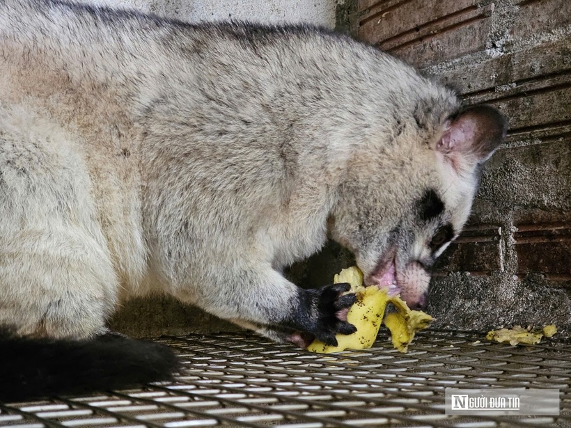 Thức ăn cho loại khó tính này cũng được ông chủ đặc biệt chú trọng. Ngoài các loại trái cây ở địa phương, chồn còn được ăn cháo nấu từ cá, thịt gia cầm, trứng và cá biển. Không dừng lại ở đó, ông còn xây dựng mô hình tuần hoàn “tự cung, tự cấp”. Trang trại kết hợp nuôi cá chình hoa, cá trê để làm thức ăn cho chồn. "Phân chồn được dùng cho cá, cá lại là nguồn thức ăn cho chồn, vừa tiết kiệm chi phí vừa hạn chế ô nhiễm. Chồn tuy ít bệnh hơn nhiều vật nuôi khác, nhưng đã mắc thì có bệnh không chữa được. Ăn không sạch, đạm quá nhiều cũng có thể là nguyên nhân sinh bệnh”, ông Nguyên chia sẻ kinh nghiệm nuôi chồn hương.