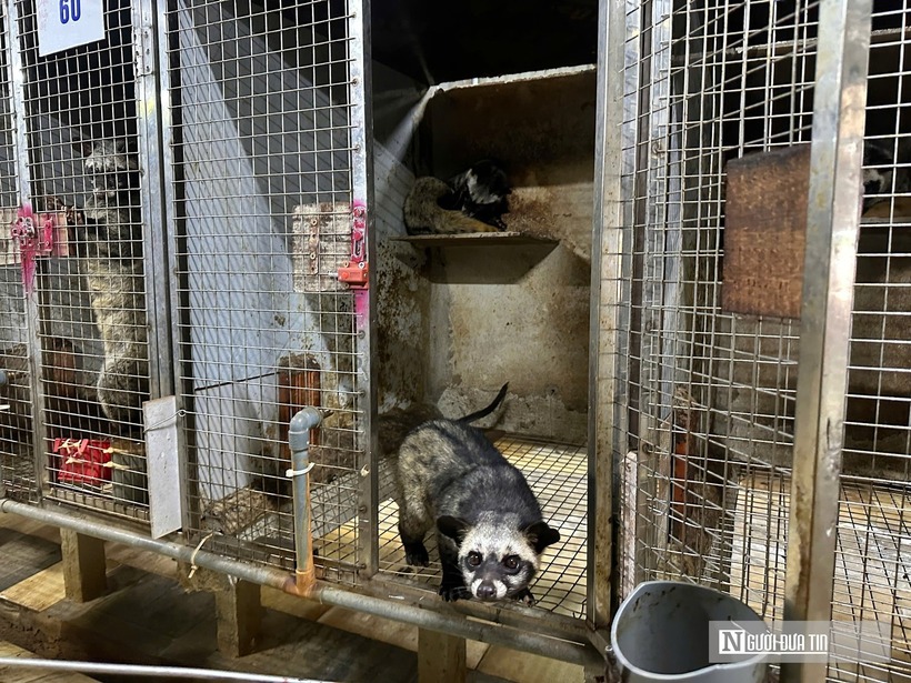 Năm đầu tiên làm trang trại, ông Nguyên gần như chỉ tập trung ổn định đàn. Sang năm thứ hai ông bắt đầu gây giống từ những con sinh sản tốt. Và đến năm thứ ba, khi đàn chồn hương tăng nhanh, trang trại mới có nguồn thu ổn định từ việc bán con giống. Hiện ông Nguyên đang duy trì hai khu trại, tổng đàn hơn 400 con, trong đó khoảng 300 con bố mẹ và 100 con thương phẩm.