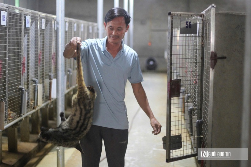 Mỗi năm, trang trại chồn hương của ông xuất ra thị trường khoảng 100 con giống, chủ yếu cho người nuôi ở các tỉnh phía Bắc. Với mỗi cặp chồn, giá thấp nhất khoảng 10 triệu đồng/cặp giống, nếu bán lẻ từng con sẽ có giá cao hơn.