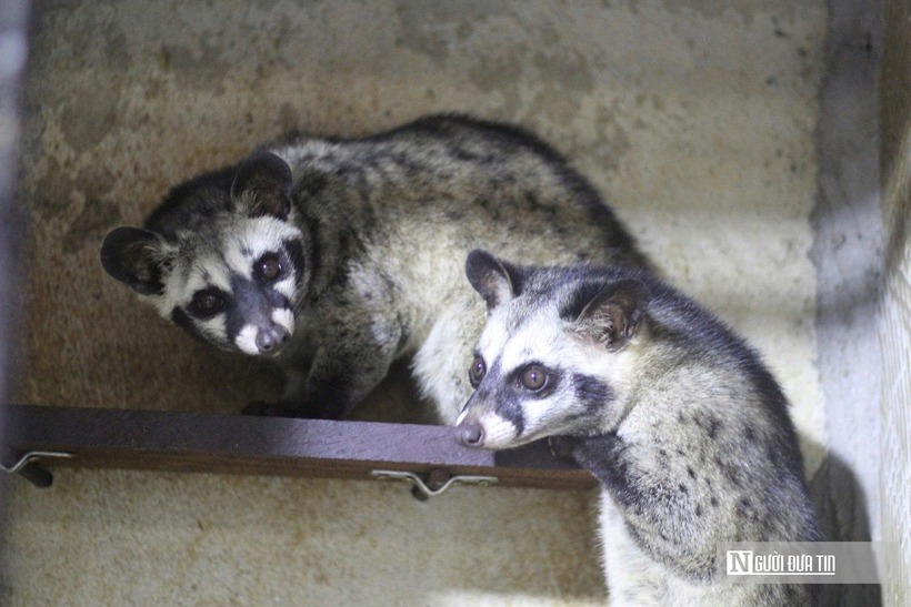 Không chỉ bán giống, ông Nguyên còn sẵn sàng chia sẻ kinh nghiệm, hướng dẫn kỹ thuật, hỗ trợ pháp lý cho những hộ có nhu cầu nuôi. Theo ông, đã có không ít người bỏ cuộc vì không chịu được sự tỉ mỉ, công phu của loài vật này. Tổng chi phí đầu tư con giống, cơ sở vật chất trang trại của ông Nguyên khi bắt đầu khoảng 1 tỷ đồng. Nhưng đến nay, sau ba năm, giá trị đàn chồn và hệ thống trại được ông ước tính đã lên đến 6 tỷ đồng.