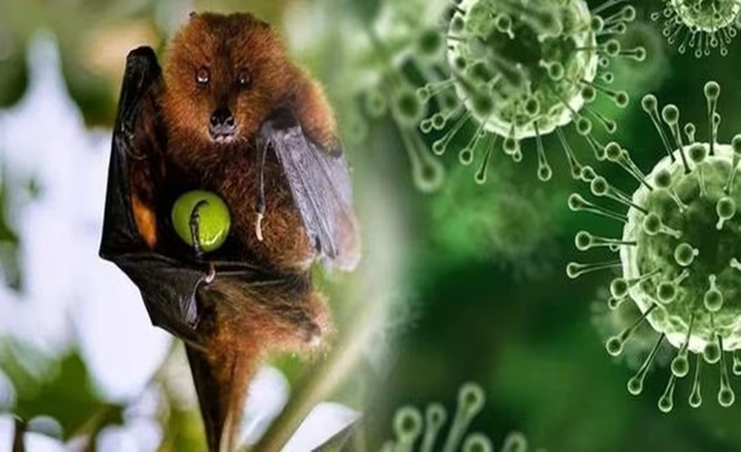Dơi là “ổ chứa tự nhiên” của virus Nipah.(Ảnh minh họa).