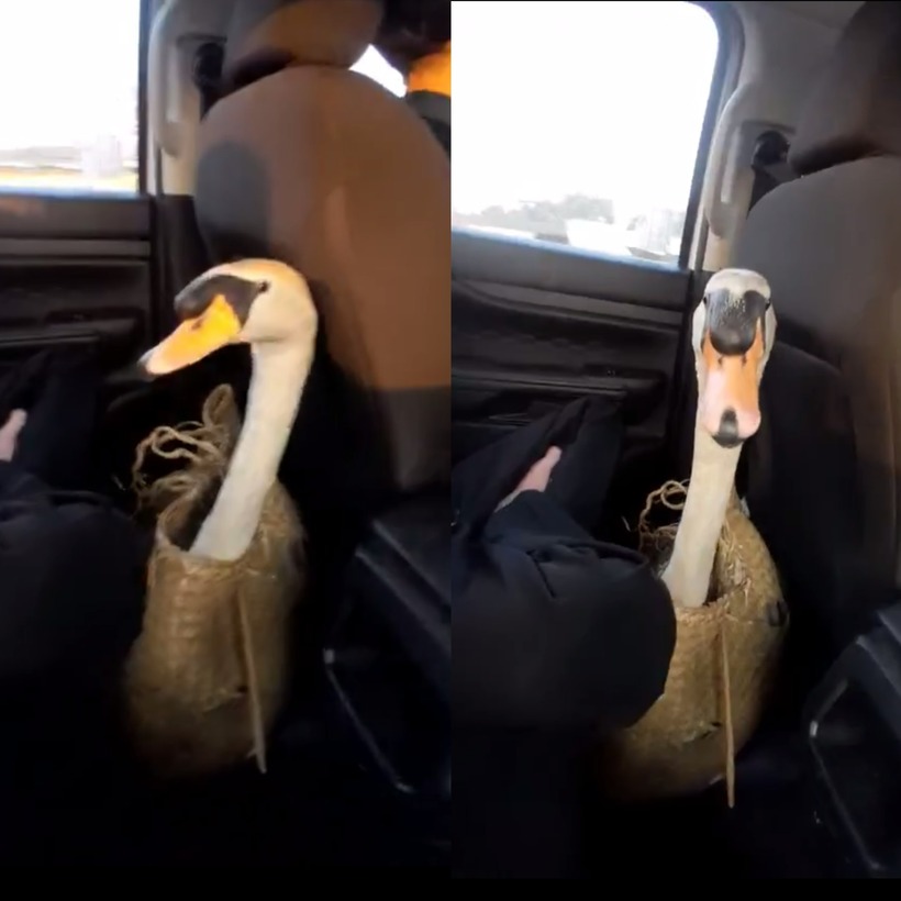 Con thiên nga bị bắt trộm được đưa về lại Thảo Cầm Viên Sài Gòn. Ảnh: Thanh niên