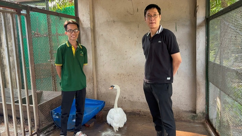 Con thiên nga bị trộm đã về lại Thảo Cầm Viên Sài Gòn. Ảnh: Thanh niên