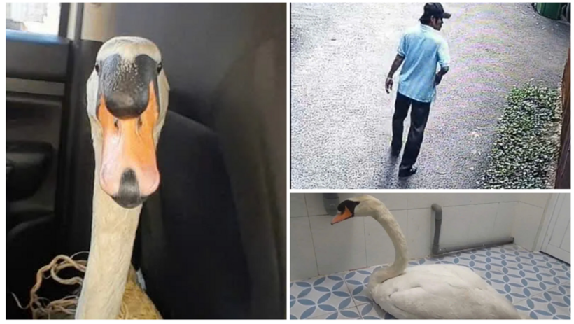 Hình ảnh thiên nga và kẻ trộm. Ảnh: Dân Việt